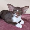 Siamkatze Lexacats Bayern Orientalisch Kurzhaar Katze sucht ein Zuhause