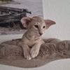 Siamkatze Lexacats Bayern Orientalisch Kurzhaar Katze sucht ein Zuhause