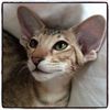 Siamkatze Lexacats Bayern Orientalisch Kurzhaar Katze sucht ein Zuhause